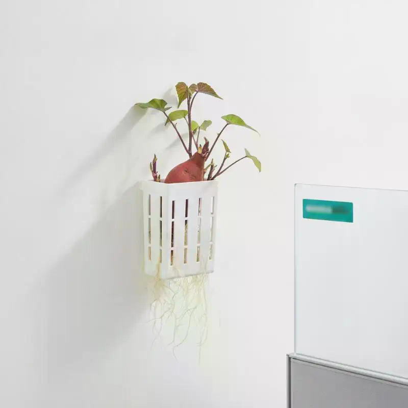 ตะกร้าปลูกพืชแบบไฮโดรโพนิก 1 ช - Planted Tank บทวิจารณ์และราคา
