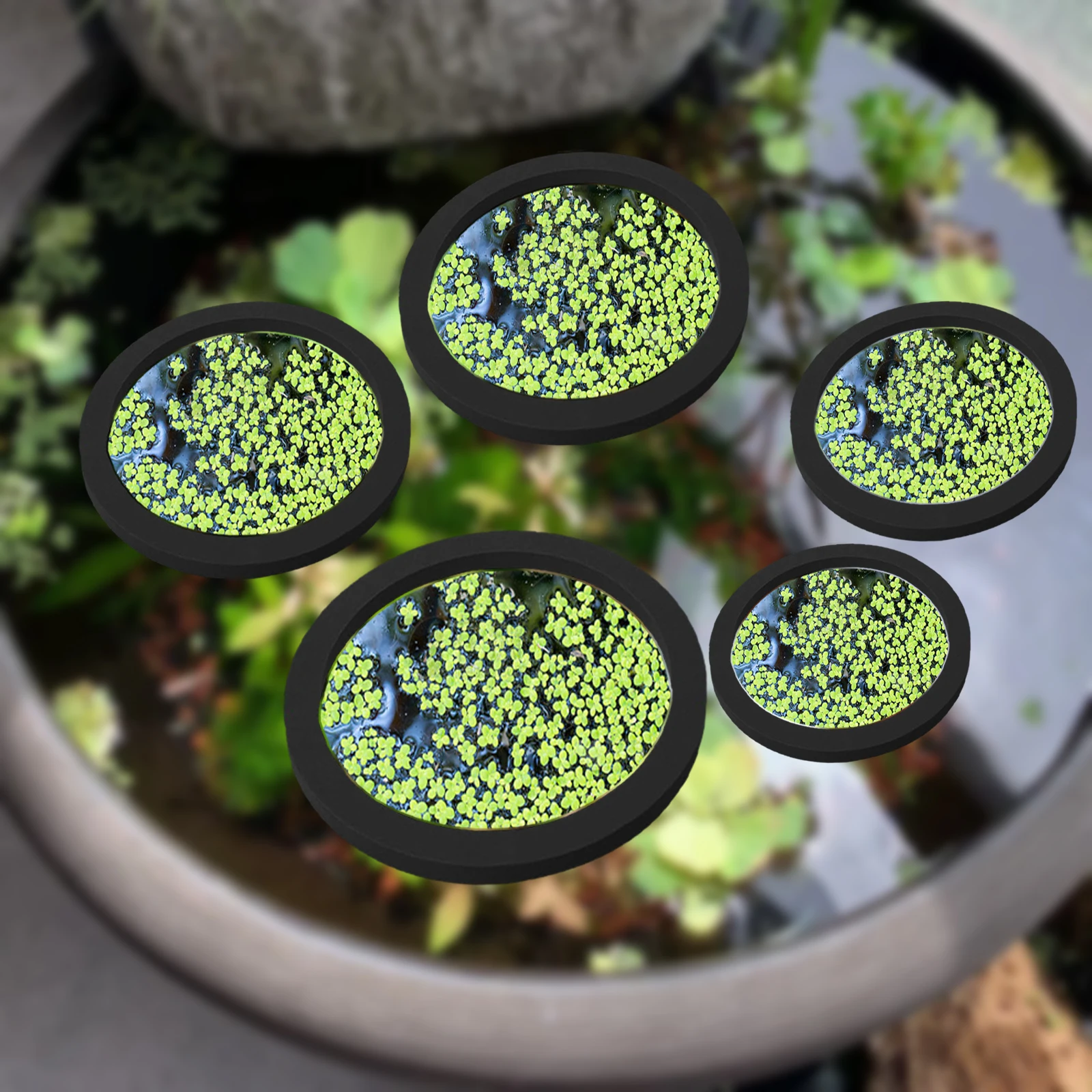 5 ชิ้น EVA ปลา Feeding แหวน Aq - Planted Tank บทวิจารณ์และราคา