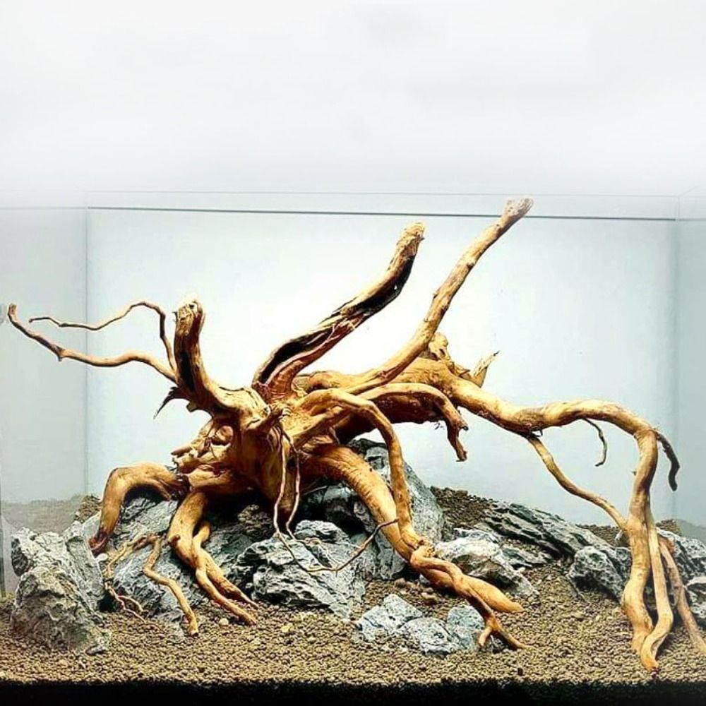 ไม้ลอยน้ำขนาดใหญ่ 20-25 ซม. สำ - Aquarium Driftwood บทวิจารณ์และราคา
