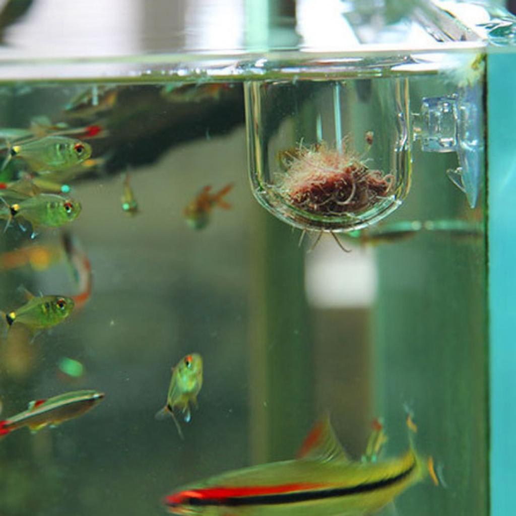 ตะกร้าใส่อาหารปลา กระถางแก้วสำ - Live Plant Aquarium บทวิจารณ์และราคา